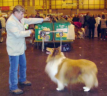 Alexandre C. Carvalho com seu Collie pelo longo